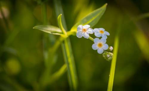 Forget-Me-Not Flower Blue White Green Leaves