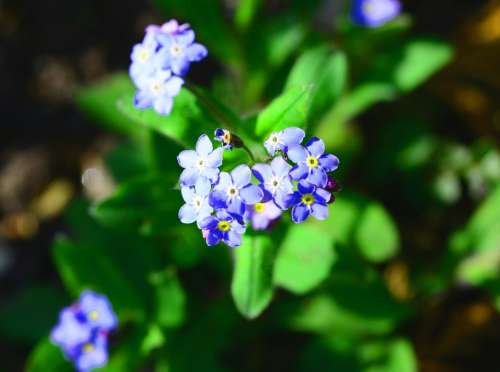 Forget-Me-Not Myosotis Mouses Ear Blue Tiny Flower