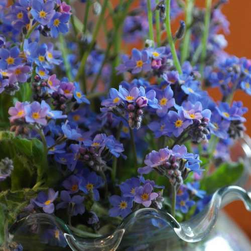 Forget Me Not Flower Meadow Wild Flower Blossom