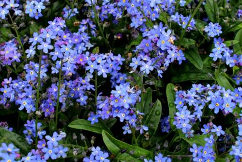 Forget Me Not Flowers Blue Bloom Leaves Rain