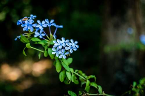 Forget-Me-Not Flowers Nature Blue Beautiful Leaves