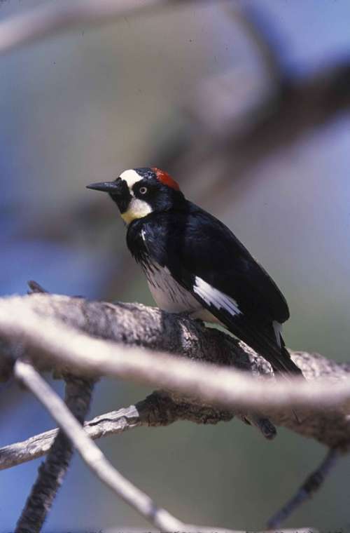 Formicivorus Melanerpes Acorn Bird Woodpecker