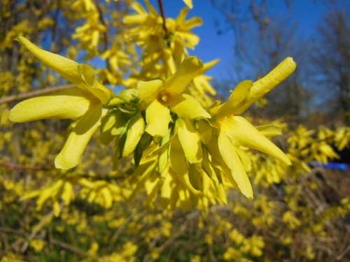 Forsythia Spring Shrubs Blooming Yellow Flowers