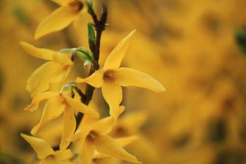 Forsythia Garden Forsythia Gold Lilac Golden Bells