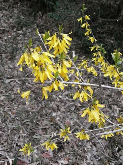 Forsythia Spring Flowers Spring Yellow Oleaceae