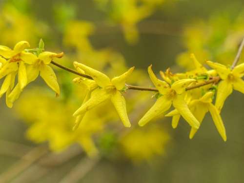 Forsythie Yellow Blossom Wild Flower Plant Forest