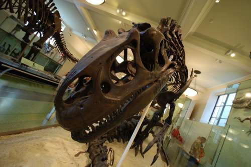 Fossil Tyrannosaurus Dinosaur Ancient Skeleton Old