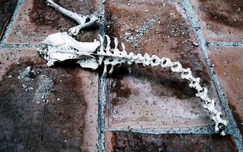 Fossil Death Animals Science Animal Skeleton