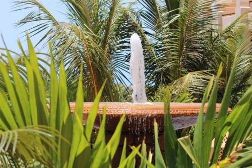 Fountain Palm Trees Cape Verde