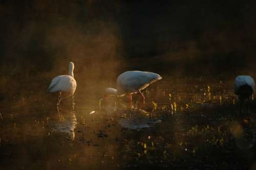 Fowl Water Stork Bird Long Neck Legs Stand Lake