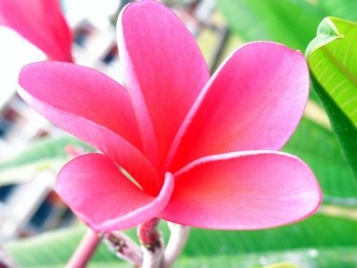 Fragipani Pink Blossom Bloom Plant Summer