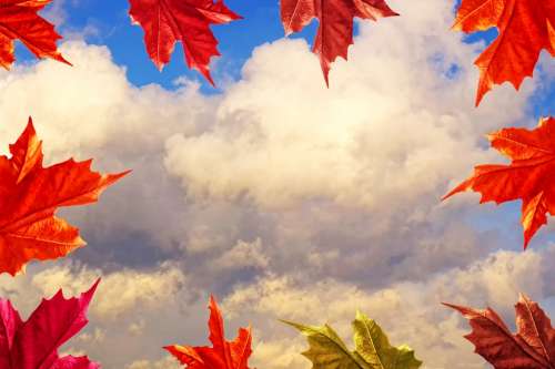 Frame Autumn Dried Leaves Sky Clouds Dry Leaf
