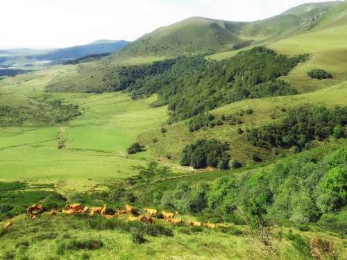France Landscape Scenic Mountains Hills Cattle