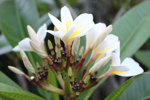 Frangipani Plumeria Flower Plant White Yellow