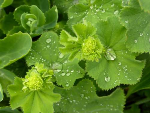 Frauenmantel Leaves Nature Plant Morning Dew