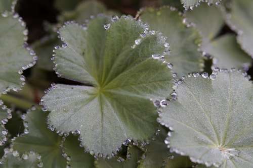 Frauenmantel Dew Dewdrop Decorated Drip