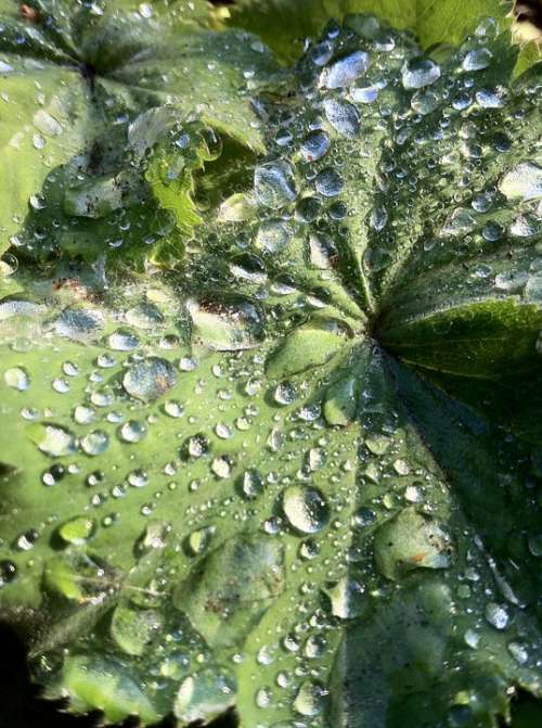 Frauenmantel Plant Nature Raindrop Leaf Water