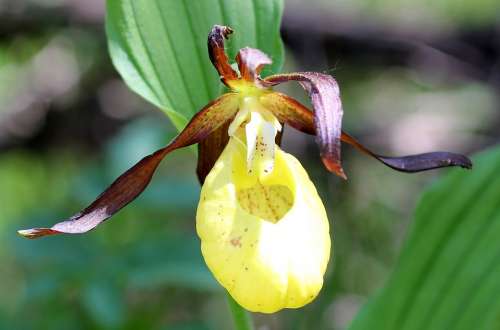 Frauenschuh Flower Orchid