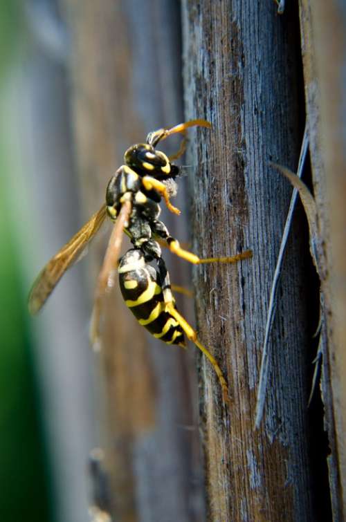French Wasps Insects Wasp Macro