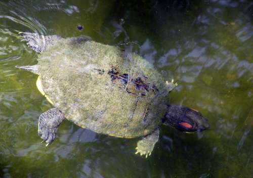 Freshwater Turtle Swimming Water Shell Underwater