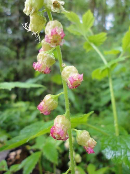 Fringercup Plant Flower Wildflower Nature Flora