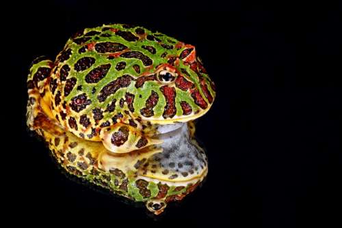 Frog Macro Close-Up Portrait Details Reflection