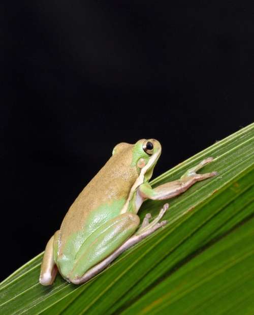 Frog Close-Up Macro Portrait Details