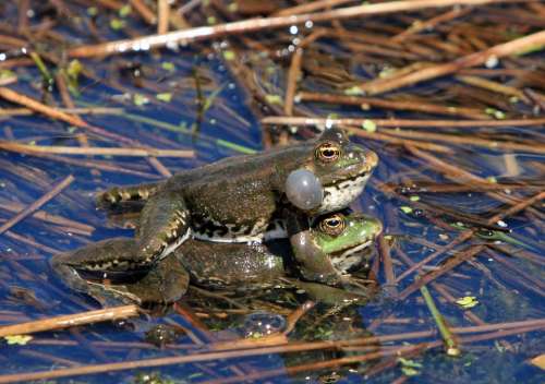 Frog Frogs Mating Amphibian Amphibians Wild