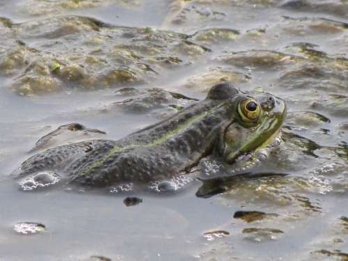 Frog Toad Green Animal Vertebrate Marshes
