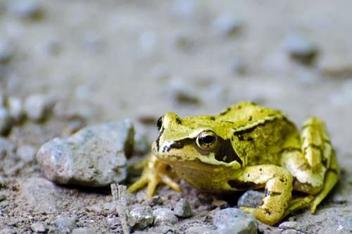 Frog Pet Wet Green Zoology Brown Amphibian Fauna