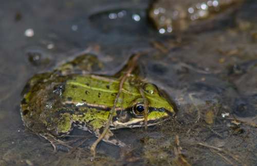 Frog Grass Frog Water Green Summer Nature