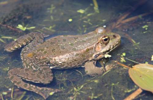 Frog Animal Amphibian Water Swimming Pond