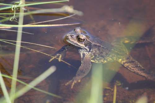 Frog Toad Brown Animal Amphibian