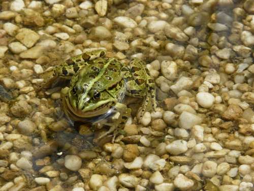 Frog Pond Water Animal Gerardo