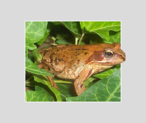 Frog Animal Amphibians Toad Close Up Animal World
