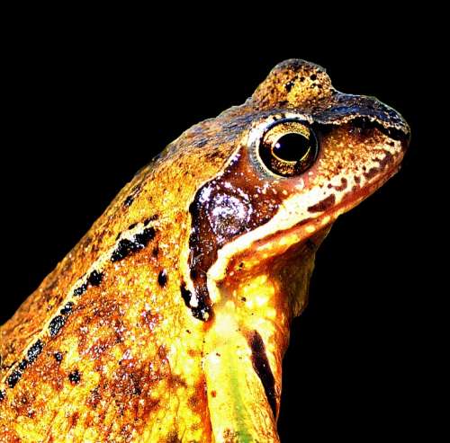 Frog Nature Animal Close Up Toad Amphib Yellow
