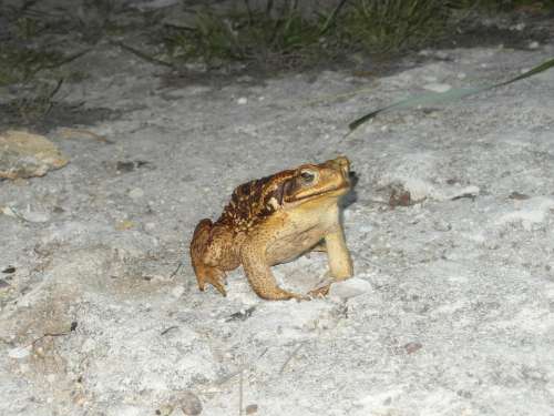 Frog Animal Nature