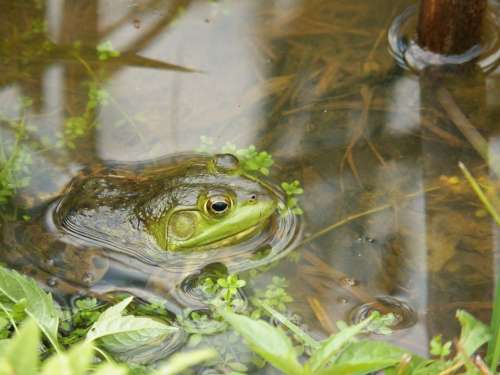 Frog Frogs Toad Toads Pond Water Brook Nature