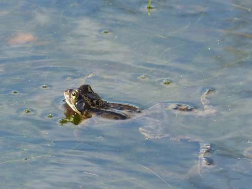 Frog Pond Curious Swim Frog Pond Garden Pond Toad