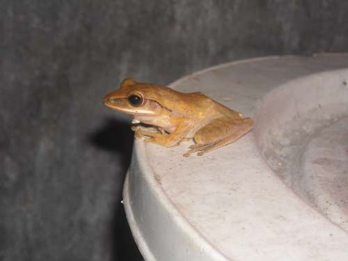 Frog Brown Closed Bucket Wall