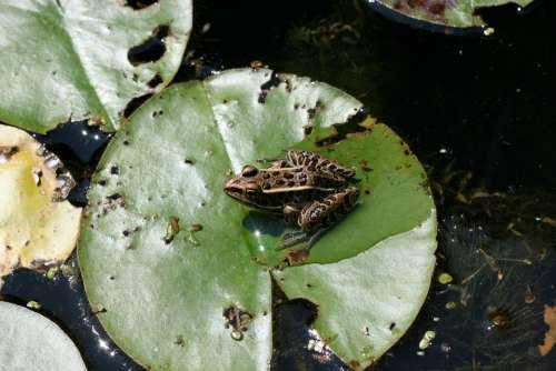 Frog Amphibian Lily Pad Pad Marsh Water Lily