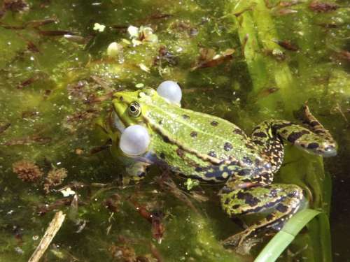 Frog Water Frog Amphibian Animal Pond