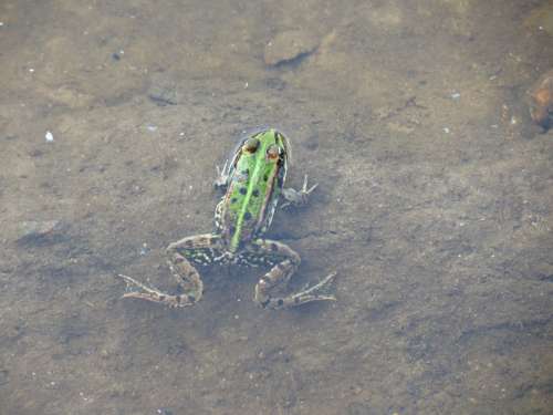 Frog Amphibian Animal Nature Green Wildlife Water