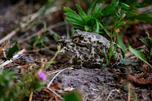 Frog Nature Subalpine Forest Frog