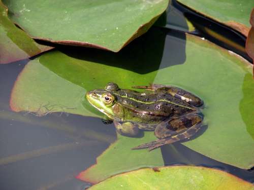 Frog Water Animal