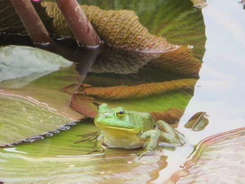 Frog Pond Water Green Animal Amphibian Nature