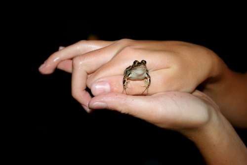 Frog Amphibian Hands Small Toad Animal Cute
