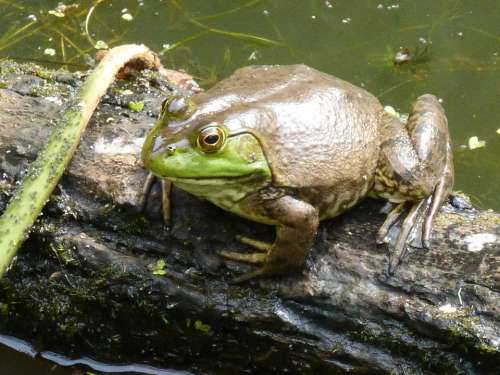 Frog Amphibian Pond Water Animal Green Nature