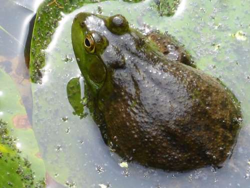 Frog Amphibian Pond Water Animal Green Nature