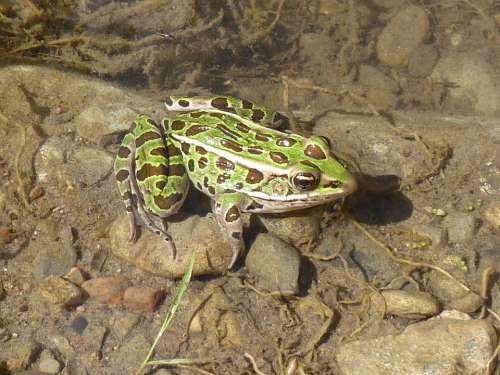 Frog Leopard Frog Amphibian Pond Toad Ontario